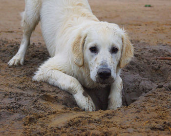 Portrait of dog