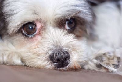 Close-up portrait of dog