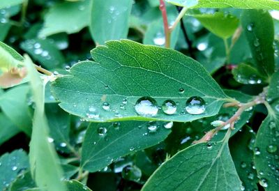 Close-up of raindrops on leaf