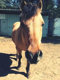 Close-up of horse