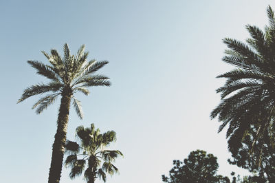 Low angle view of palm trees against clear sky