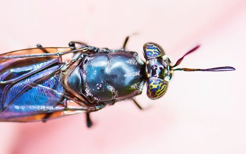 Close-up of insect