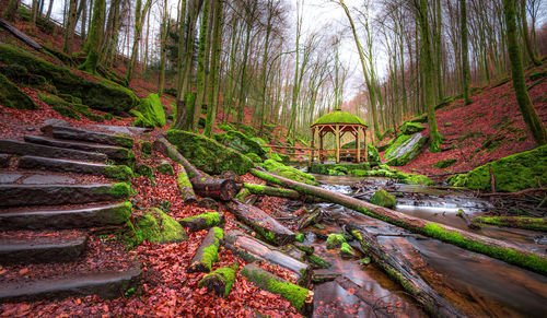 Trees in forest