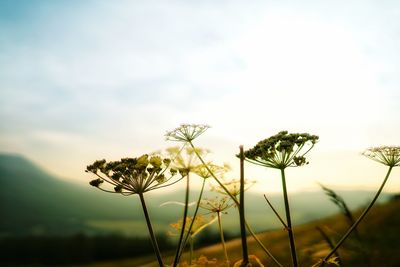 Close-up of flower growing in field against sky