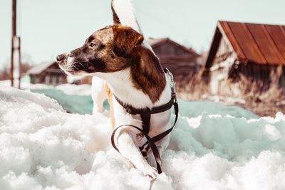 Dog looking away on snow