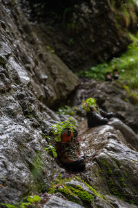 Close-up of lizard on rock