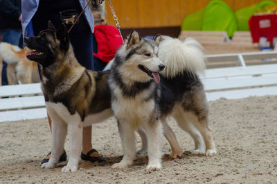 View of two dogs on street