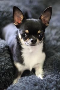 Close-up of a black and tan chihuahua 