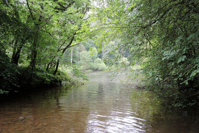 Scenic view of river with trees in background