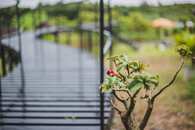 Close-up of flowering plant against lake