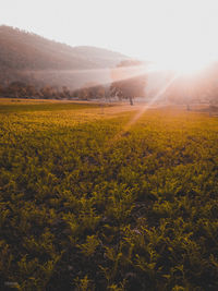 Scenic view of agricultural field against sky