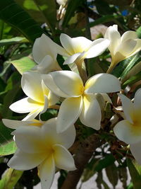 Close-up of white flowering plant