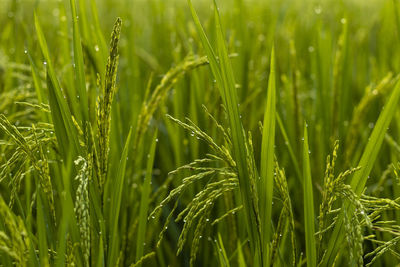 Close up of beautiful green color rice plants of india