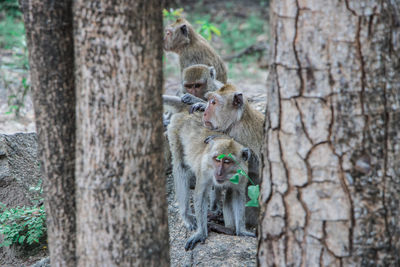 Monkey on tree trunk