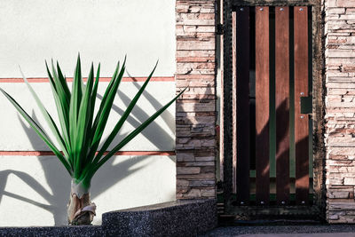 Potted plants on wall of building