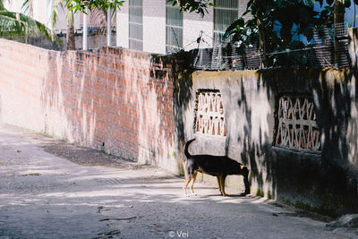 Horse cart on street