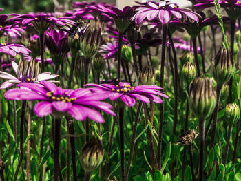 Close-up of pink flowers blooming outdoors