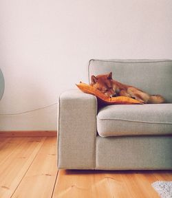 Cat sitting on sofa at home