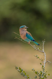 Close-up of bird perching on plant