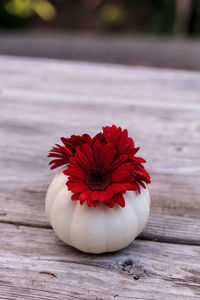 Close-up of red flower