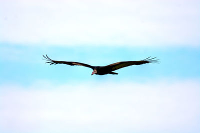 Low angle view of seagull flying in sky