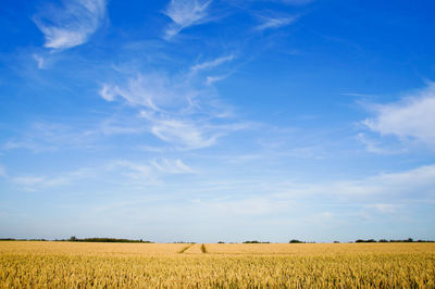 Scenic view of agricultural field against sky