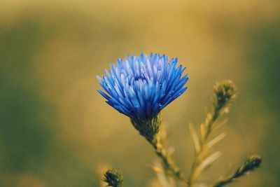 Close-up of purple blue flower