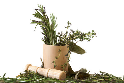 Close-up of potted plant against white background