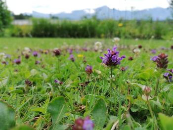 Close-up of purple flowering plants on field