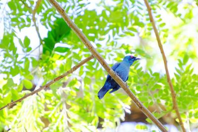 Close-up of bird perching on tree