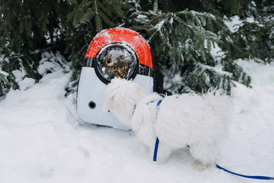 Dog on snow covered land