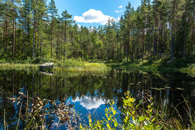 Scenic view of lake against trees in forest