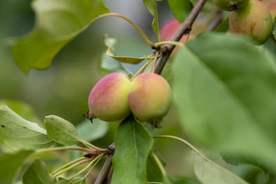 Close-up of apples on tree