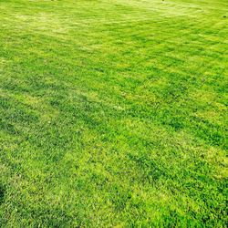 Full frame shot of grassy field