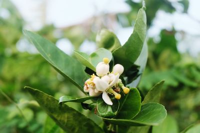 Close-up of white flowering plant