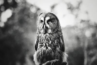 Close-up of owl