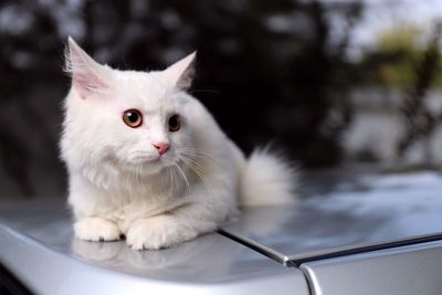 Close-up portrait of a cat