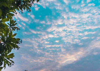 Low angle view of palm trees against sky
