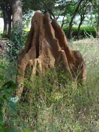 View of tree trunk in field