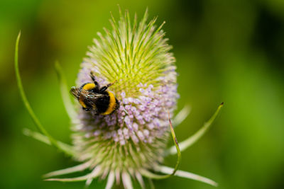 Close-up of bee pollinating on flower