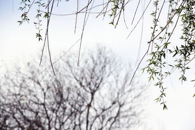 Low angle view of flowering plants against sky during winter