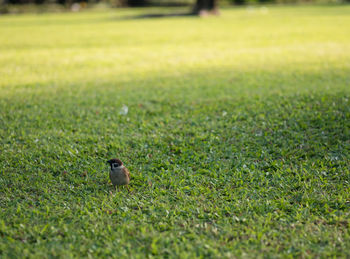 Close-up of bird perching on field