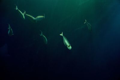 Fish swimming in sea