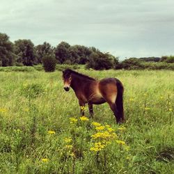 Horse standing on field against sky