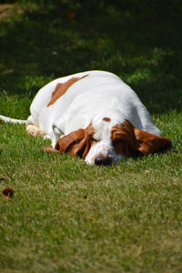 Dog resting on field