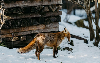 Red fox walking on snow covered field