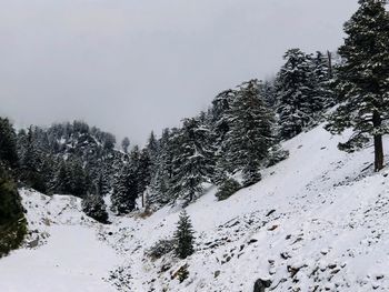 Snow covered pine trees against sky