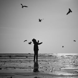 Low angle view of seagulls flying over beach against clear sky