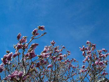 Low angle view of cherry blossom against blue sky