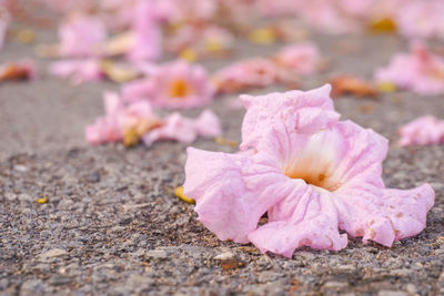 Close-up of pink rose flower